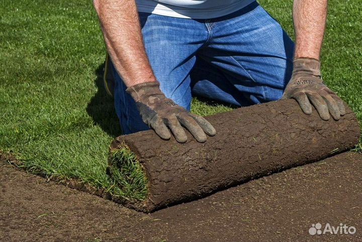 Газон «Дачный»