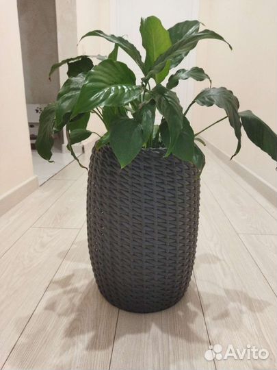 Стильные кашпо для интерьера и сада