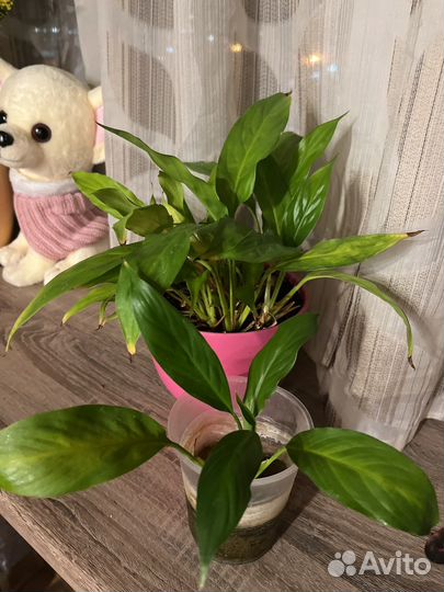 Спатифиллум