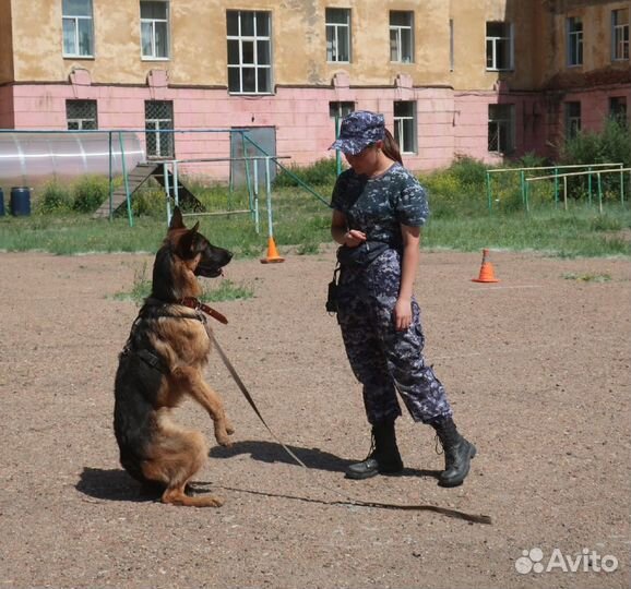 Дрессировка собак