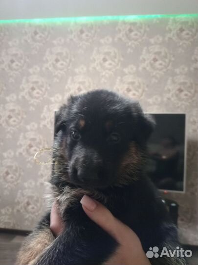 Немецкая овчарка