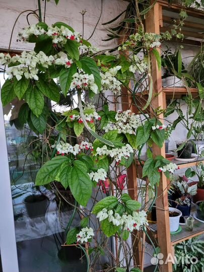 Клеродендрон