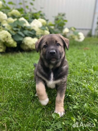 Замечательные щенки