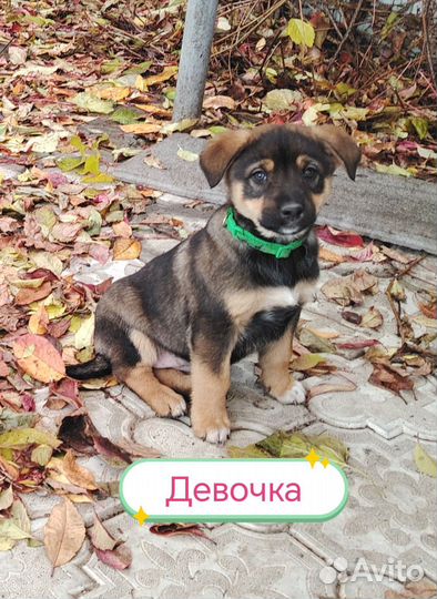 Замечательные малыши ждут вас