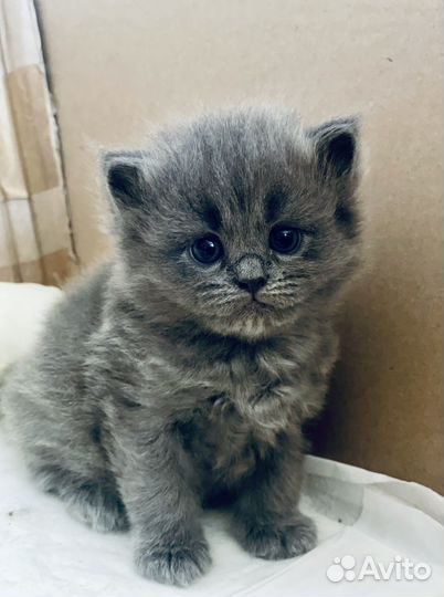 Британские котята