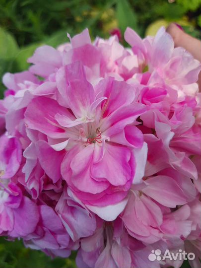 Сортовые пеларгонии