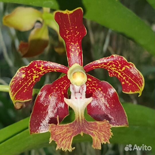 Орхидея. Ванда.vanda roeblingiana