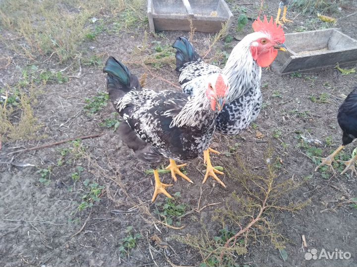 Молодые петушки