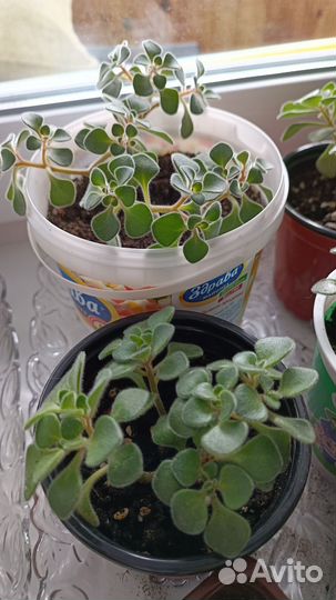 Аихризон дерево любви