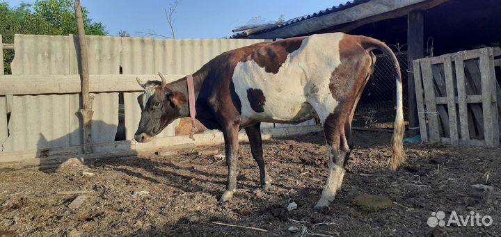 Корова с теленком