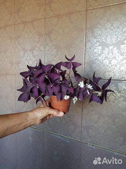 Комнатные растения цветы
