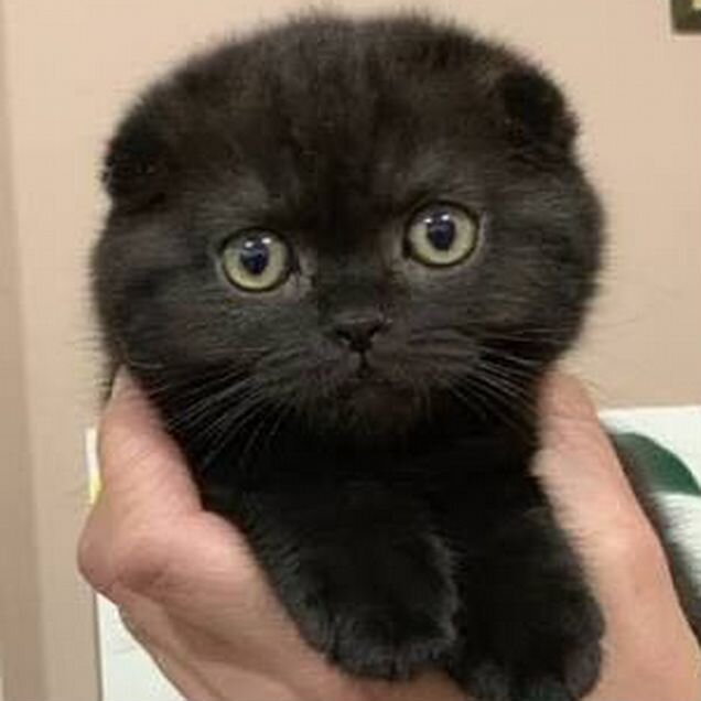 Шотландский вислоухий короткошёрстный котёнок