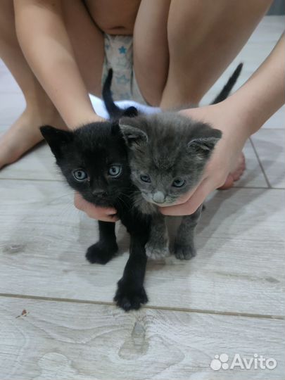 Котята в добрые руки