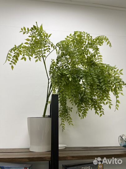 Декоративные растения (искусственные)