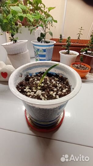 Финиковое дерево, саженец, Иран