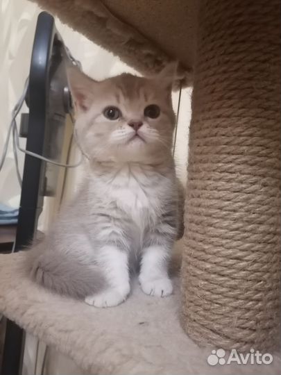 Британская