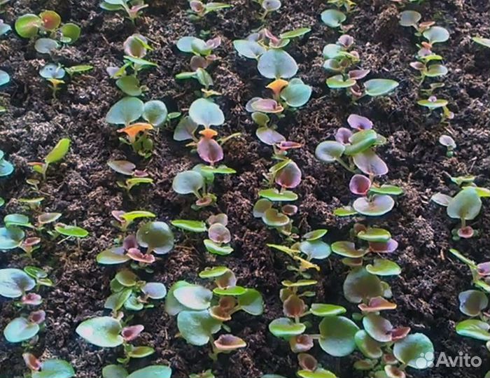 Семена для микрозелени