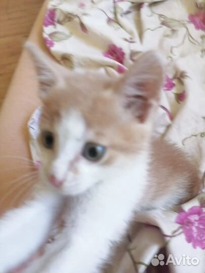 Милые, Очаровательные 2-вое Котяток - Малышей