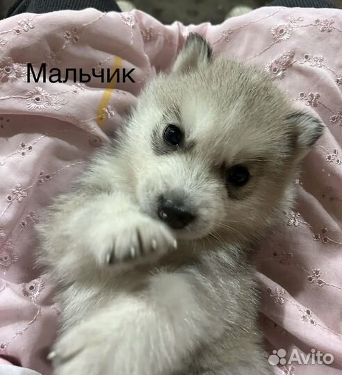 Щенки хаски
