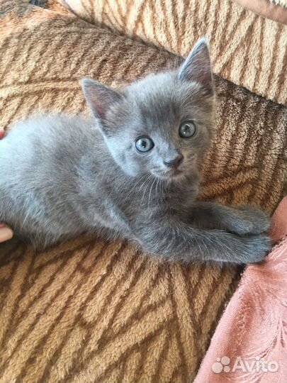 Отдам в добрые руки, к лотку приученна