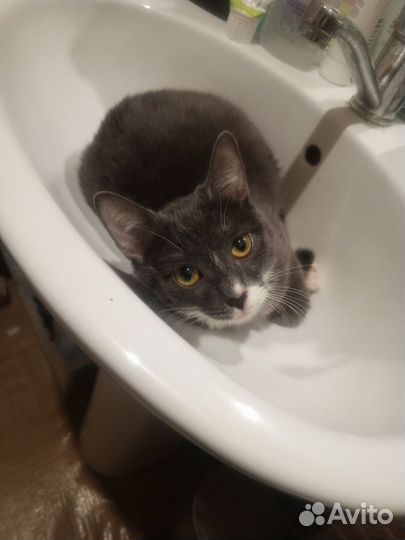 Кошка
