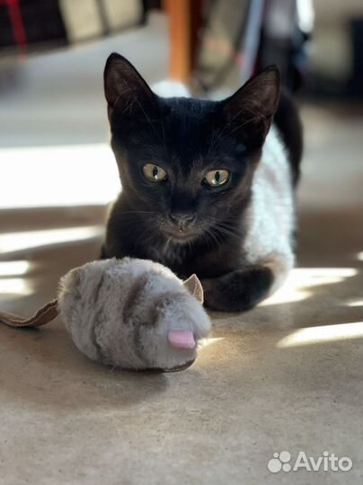 Котята в дар. Окрас черный дым