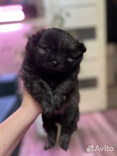 Померанский шпиц мини