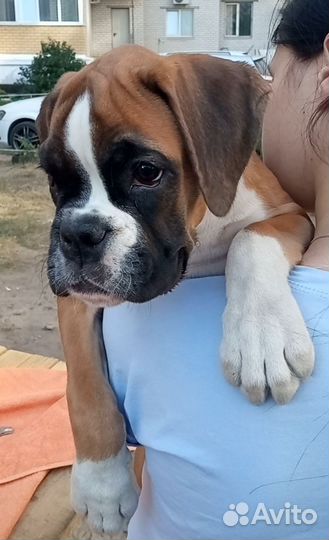 Щенок боксера