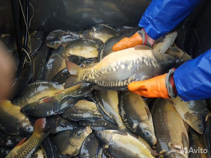 Живой Карп Карась Линь Форель Живая Рыба Малек