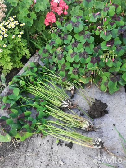 Хлорофитум, кислица