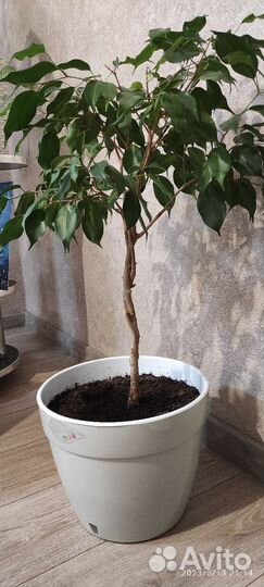 Фикус Бенджамина