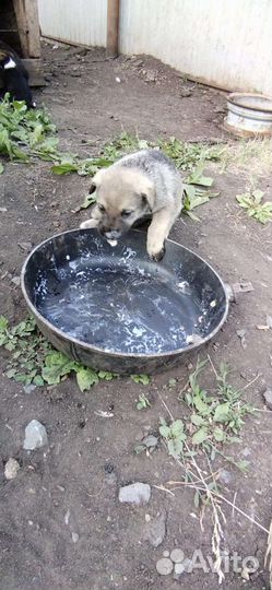 Щенки бесплатно