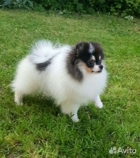 Померанский шпиц триколор