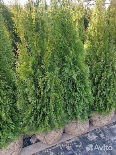 Туя Смарагд 0,8.2,0м Холмструп Брабант Сосна