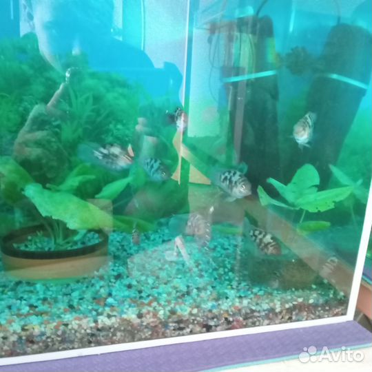 Продам рыбок