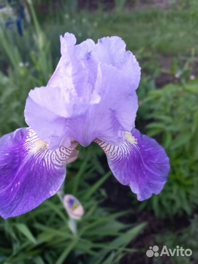 Многолетние садовые цветы ирисы