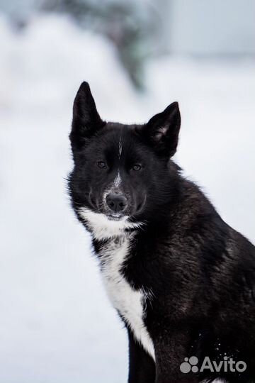 Лайка Ночка, в добрые руки