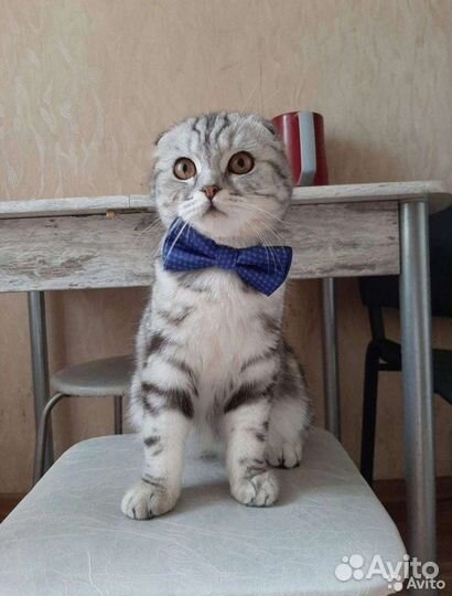 Шотландский кот вязка