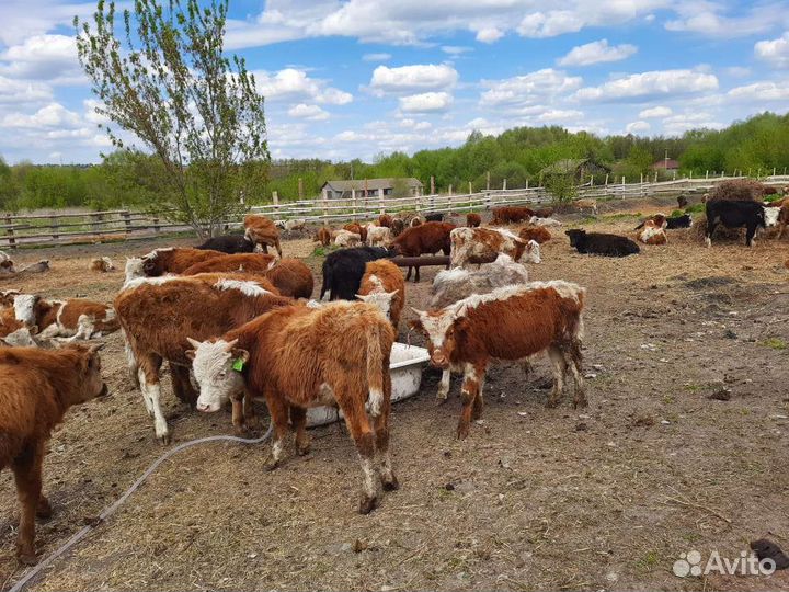 Телята бычки герефорд