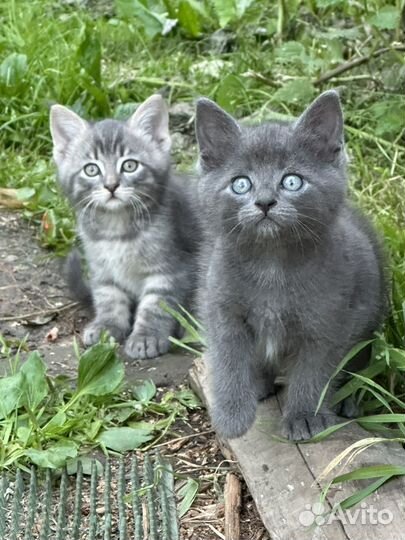 Котята метисы мейн куна и британца