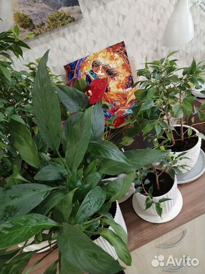 Комнатные растения цветы