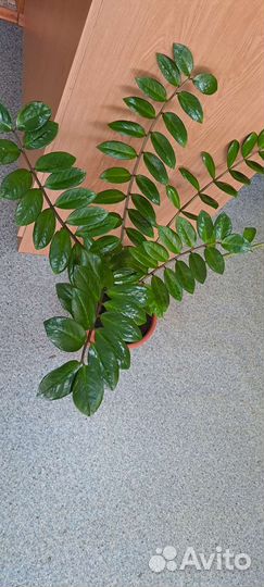 Замиокулькас