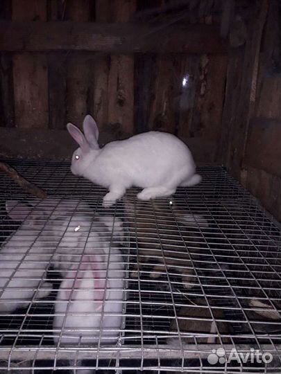 Белый панон