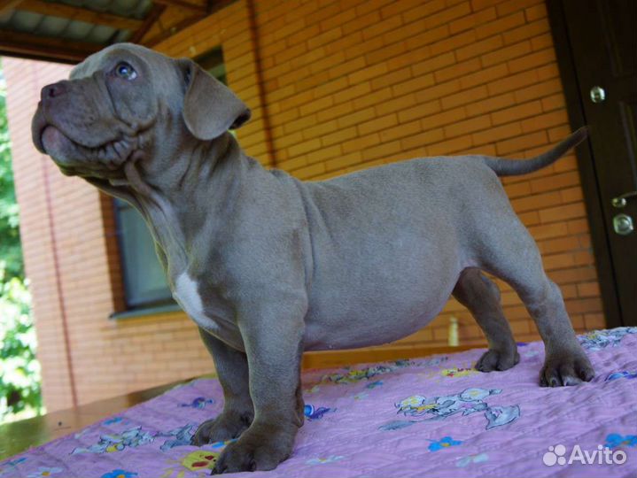 Американский булли покет