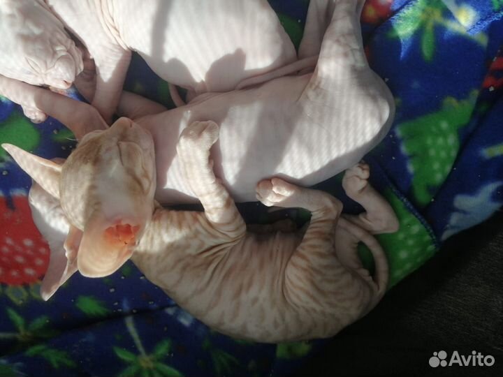 Донской сфинкс котята