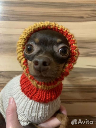 Шапки для собаки