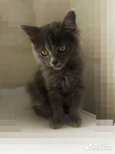 Чудесный котёнок