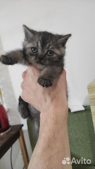 Котята бесплатно