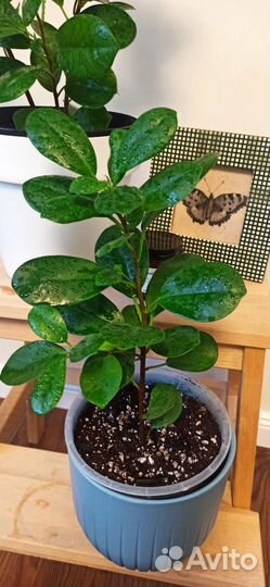 Фикус Микрокарпа (Моклейм)