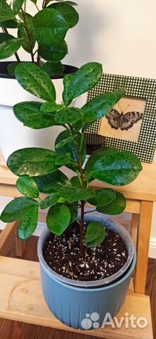 Фикус Микрокарпа (Моклейм)